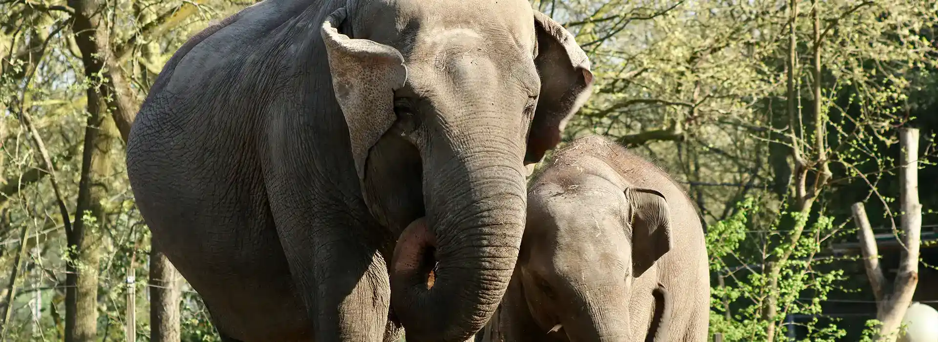 Elephant Sanctuary Visit